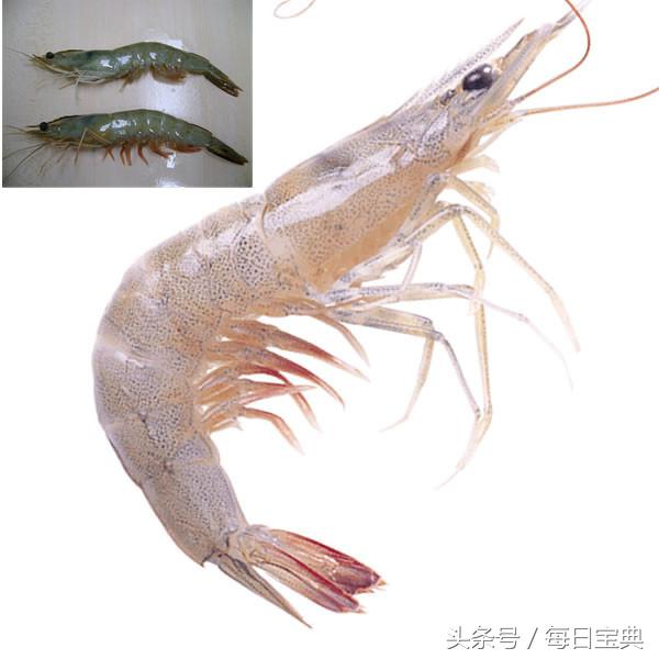 舌尖上的龙虾,品尝正宗龙虾美食的感受