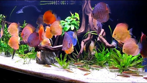 七彩神仙鱼的症状及治疗方法,七彩神仙鱼体表寄生虫图鉴