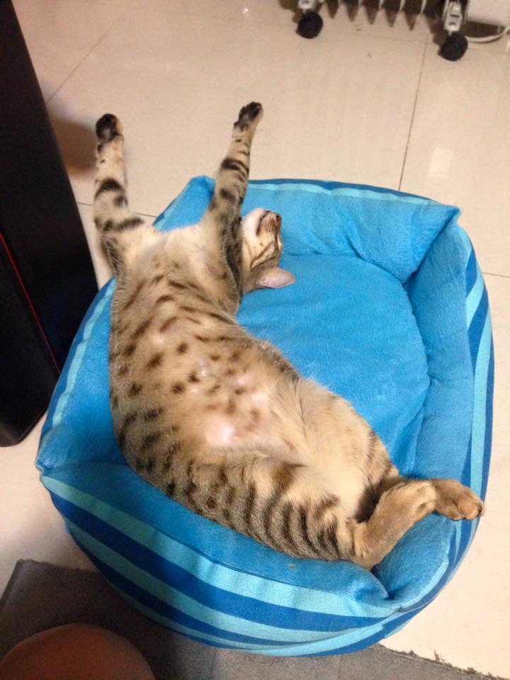 这个香港女孩，是20只残疾猫咪的妈妈：“我会照顾它们到老”