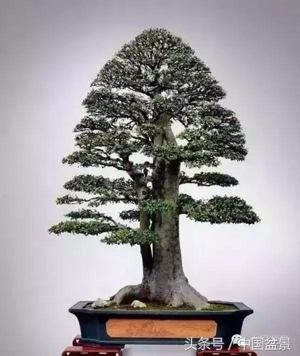 枸杞树桩盆景如何造型,紫薇盆景树桩造型图片