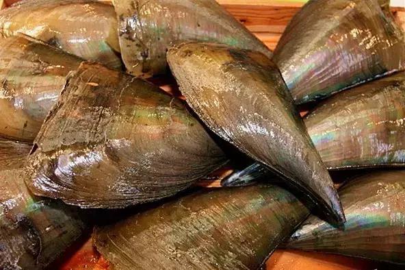 又双叒叕吃人家生殖腺！老不要脸了