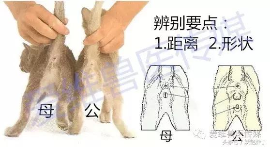 怎么分辨幼猫是公还是母,怎么分辨幼猫是母的还是公的