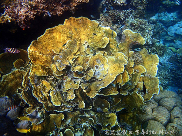 帕劳海底世界完整视频,帕劳潜水遇到的海底生物