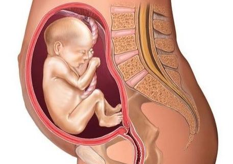 怀孕过程及生产过程,怀孕过程中胚胎的发育过程