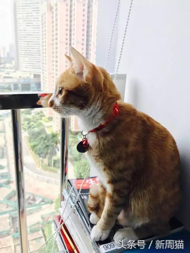 我们也可以像猫咪一样自由吗 (和猫一样的旅行)