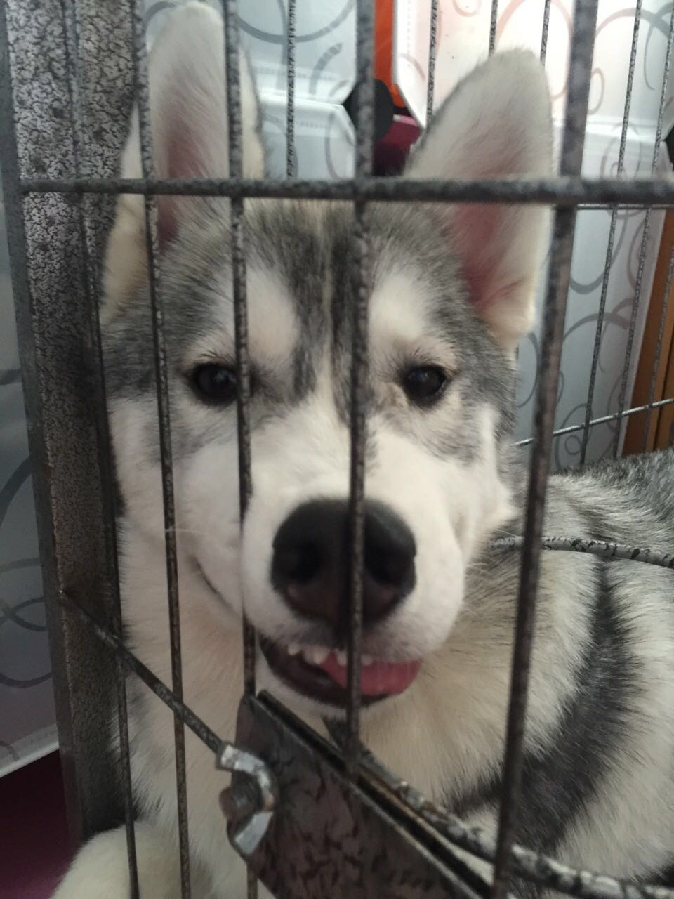 从来不跟狗打交道的星座,狗跟星座的关系