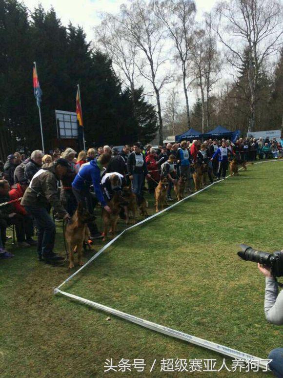 2017年德国牧羊犬犬展,sv德国牧羊犬本部展