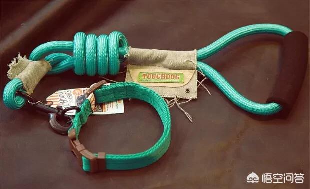 一只狗怎么对付铲屎官,狗子不听话凶主人