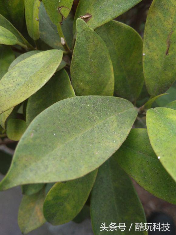 性价比最高的三款红米手机,红米4a性价比高