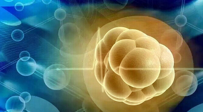 救命仙草石斛,铁皮石斛保健神药