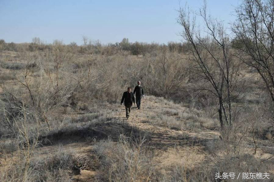 父女开荒种树80万棵,父子绿化沙漠