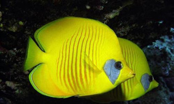 10句养鱼常用的“黑话”，你都知道吗？