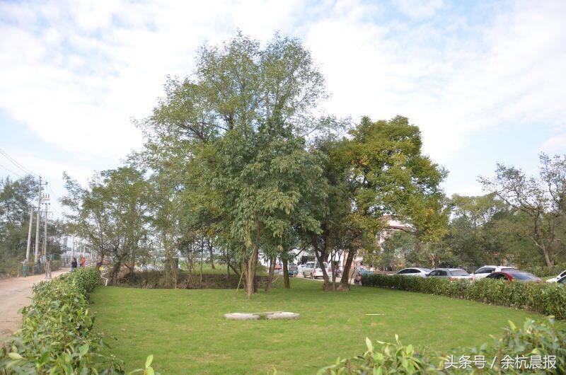 仓前羊锅村哪家最好,仓前羊锅村最新消息