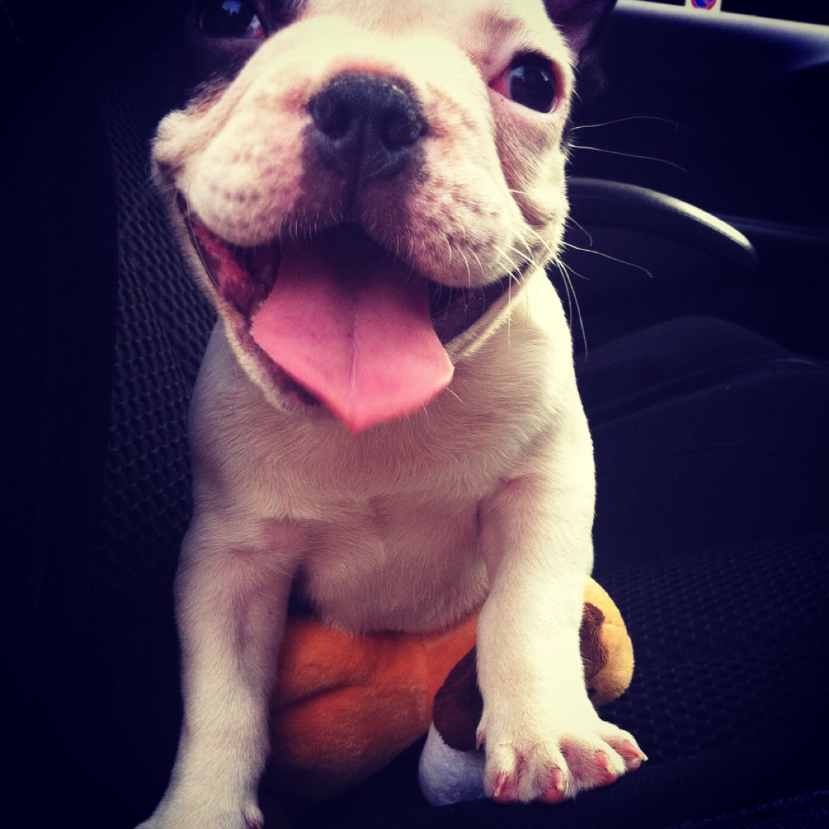 从来不跟狗打交道的星座,狗跟星座的关系