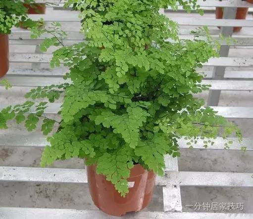 适合在屋里养有利于健康的植物,家里种植什么植物有助于健康