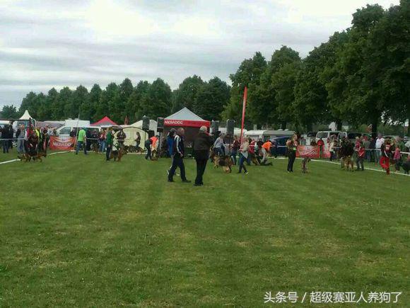 2017年德国牧羊犬犬展,sv德国牧羊犬本部展