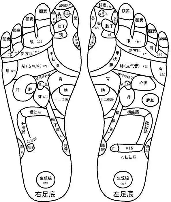 人体全息图集锦留着超级有用,人体部位全息图和反射图pdf