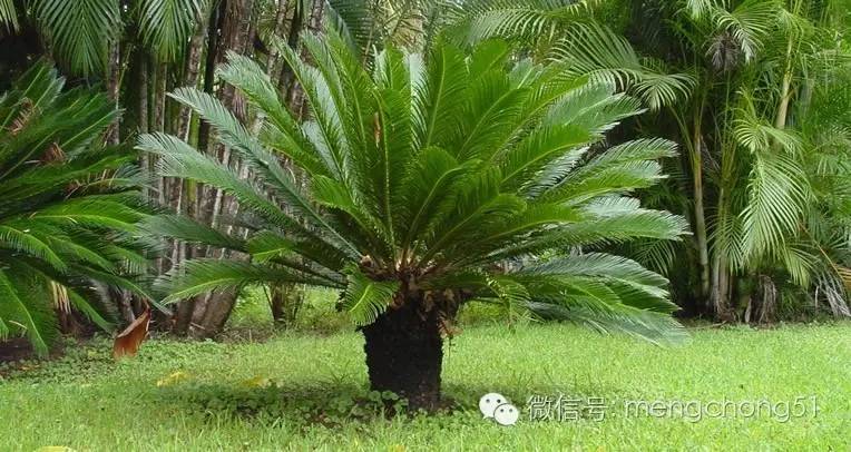 猫咪对哪些植物有毒,对猫咪有毒的植物