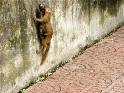 养土鸡一般要防哪些病,养土鸡防黄鼠狼妙招视频