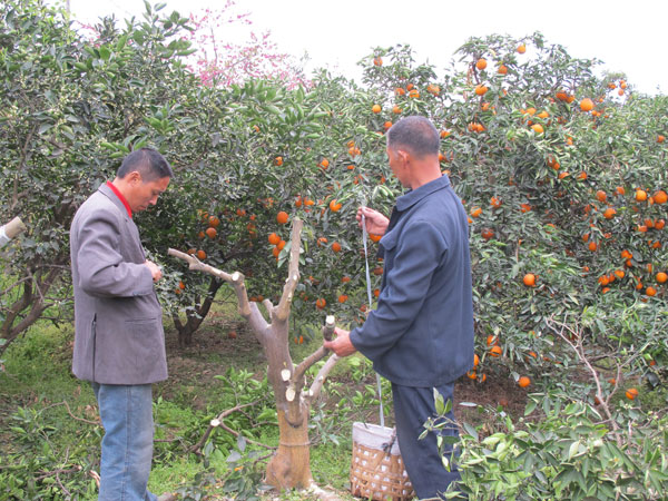 种植专业合作社国家怎么补贴,农业合作社种粮食补贴政策