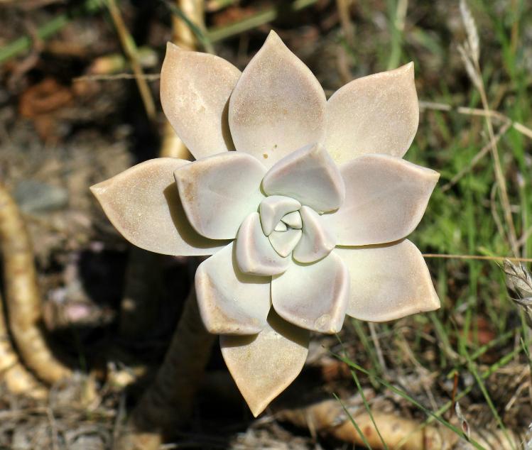 如何让多肉养好根,多肉植物过冬篇掌握好几点小技巧
