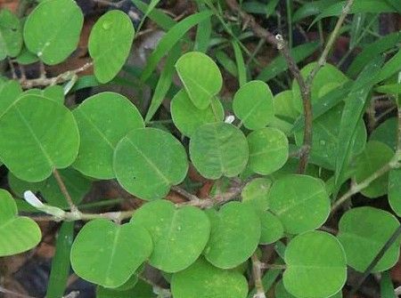 金钱草对胆汁反流胃炎有效吗,金钱草可以治疗胆汁反流性胃炎吗