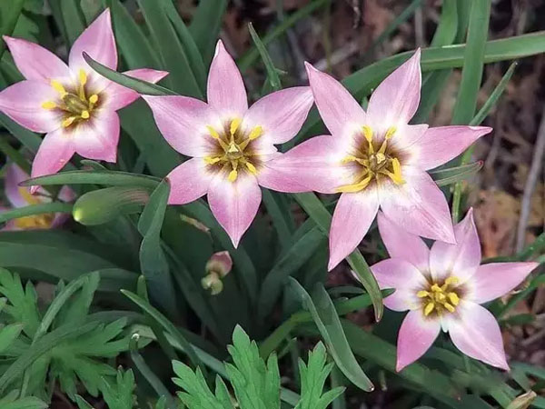 闃冲厜涓嬩簲棰滃叚鑹查儊閲戦鍥剧墖澶у叏,鏂囪壓娓呮柊鐨勯儊閲戦鍥剧墖澶у叏