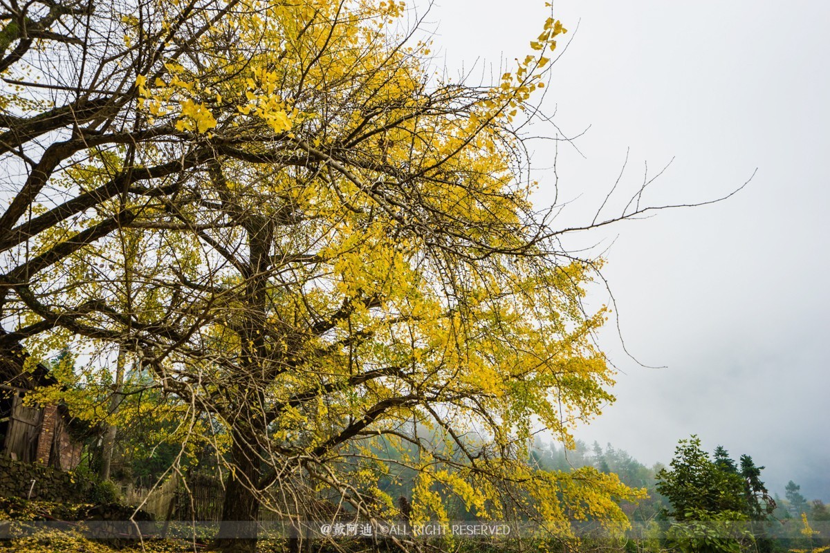 今年最后银杏金秋，现在出发还来得及！