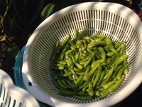 泡椒小米椒腌萝卜,泡椒小米椒怎么腌包菜