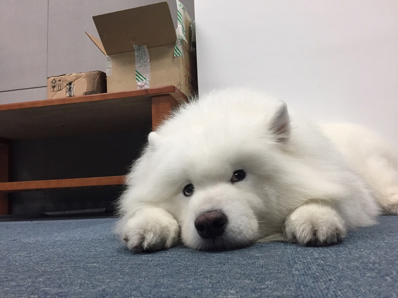 狗爪子干裂怎么处理,狗爪爪怎么保养