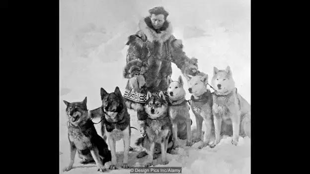 哈士奇犬的缺点和优点秒懂,哈士奇是狗界最出名的犬种吗