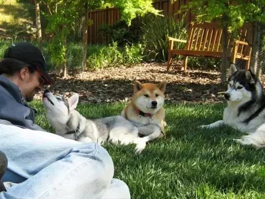 哈士奇的缺点和优点小型犬,狗的品种哈士奇的特点和性格