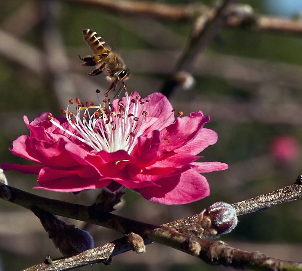 陶姓溯源迁徙图,陶姓的传说故事