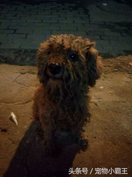 一直有人抱怨捡不到流浪狗，今天我却发现了一只漂亮的小泰迪！