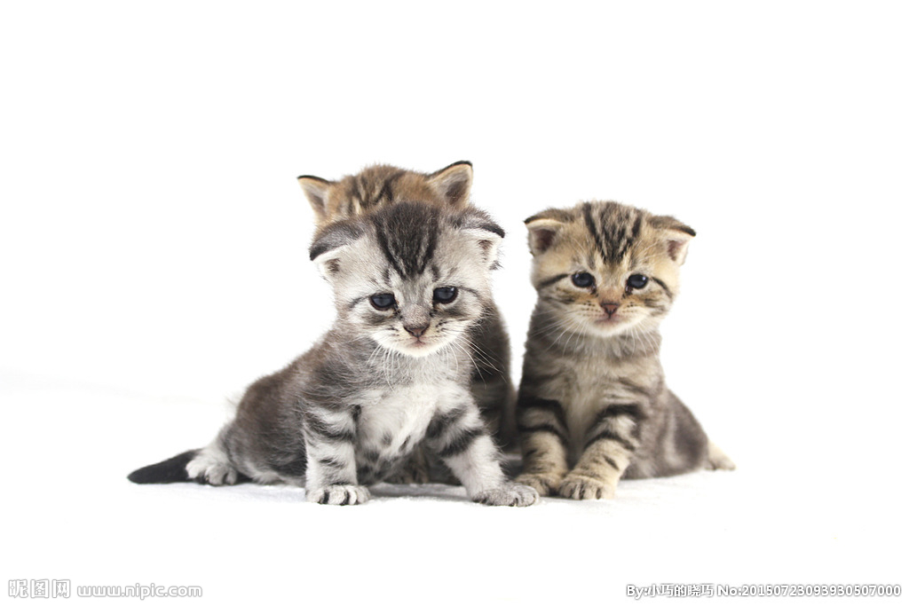 宠物篇100天,宠物篇合集