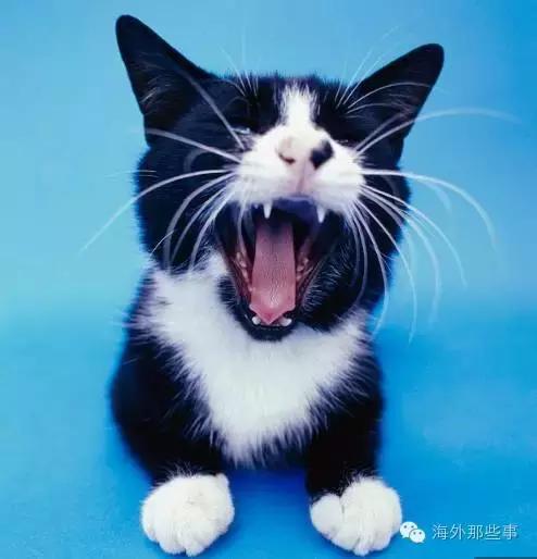 被猫咪咬伤的症状有哪些,被猫咪咬伤后怎么处理是正确的