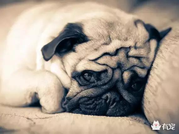 八哥犬瘦的很是什么原因,巴哥犬胖了