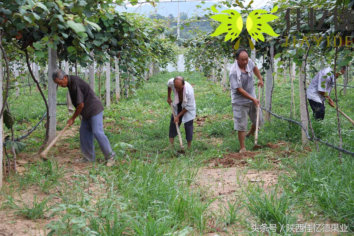 花了1500元买了张VIP门票，他带着商南猕猴桃走进了会场