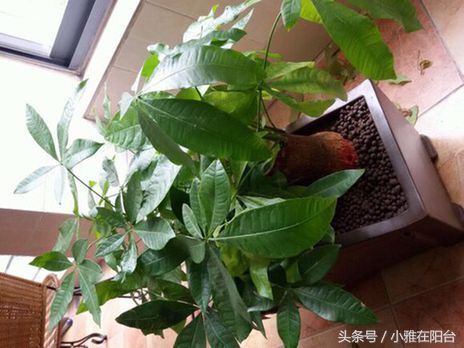 发财树叶子黄了怎么养殖,发财树叶子黄了怎么养护