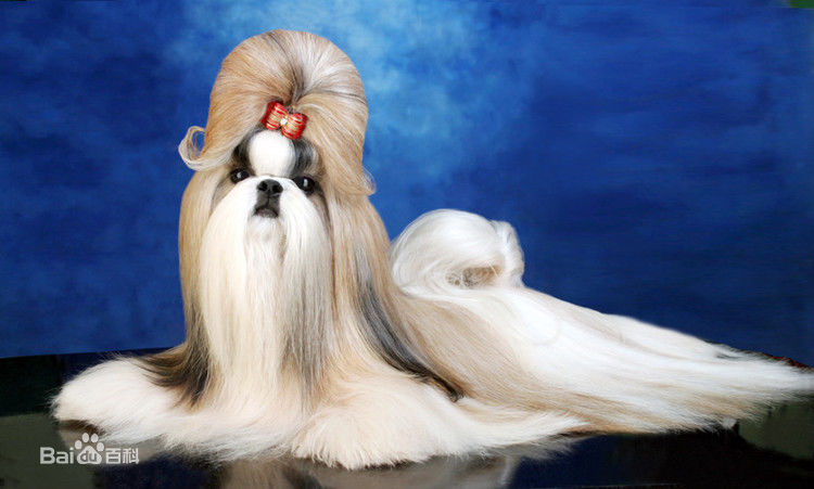 全球公认最古老的狗品种,世界上最稀有的十种狗排名