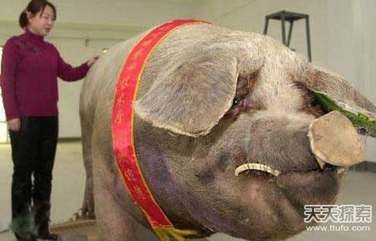 世界上最强的灵长类动物,盘点世界上怪异的巨大动物