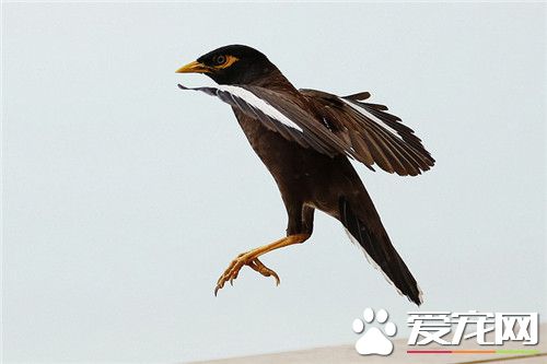 鹩哥几个月可以自己吃干粮,鹩哥是什么时候开始换毛