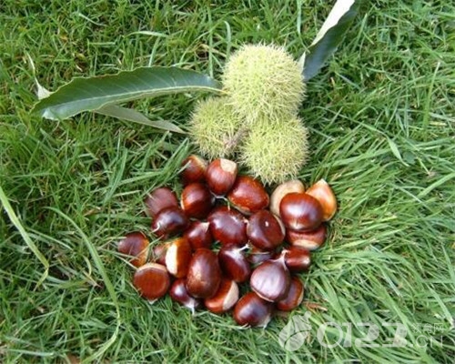 孕妇嘴馋吃什么解馋孕初期,孕妇嘴馋老是想吃东西怎么抑制