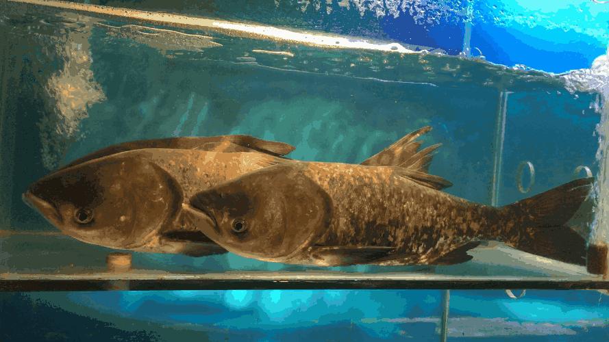 这几条千岛湖来的鱼厉害了，要在浦江干一番大事！