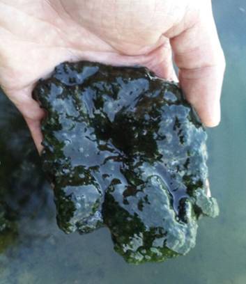 对虾纤毛虫哪个阶段比较容易出现,怎样防治对虾的孢子虫