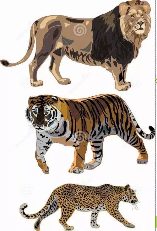 老虎和狮子哪个后肢力量更厉害,古代老虎和狮子对战的纪录