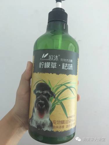 金毛从成年开始养,金毛养成