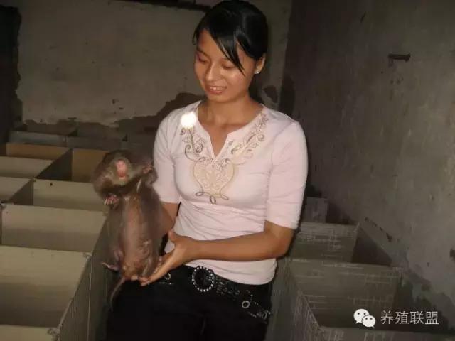 竹鼠养殖前景,农村竹鼠养殖政策