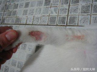 人得了猫癣如何预防猫癣扩散,被感染猫癣了怎么办