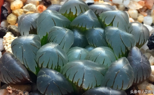 冰灯玉露怎么养才能开花,冰灯玉露怎么养才肥